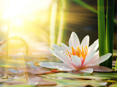 ML Thaimassage