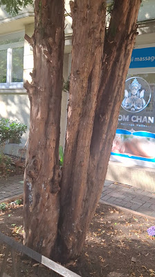 Hom Chan Thai Massage Wellness