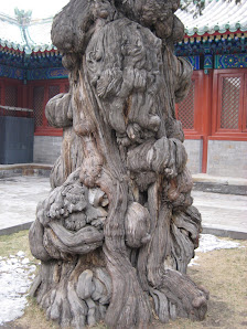 Praxis für TCM Florian von Damnitz Heilpraktiker, Master of TCM, Tianjin, China