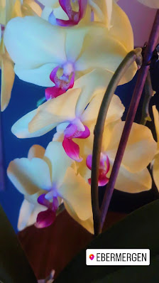 Num Wellness & Traditionelle Thai-massage