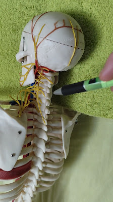 Medizinische Massagen. Lymphdrainage Massage.