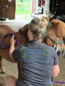 Mensch und Tier in guten Händen - Physiotherapie - Osteopathie - Massage - Ponyschule - Hofmag in Nordkirchen Werne Hamm Werl